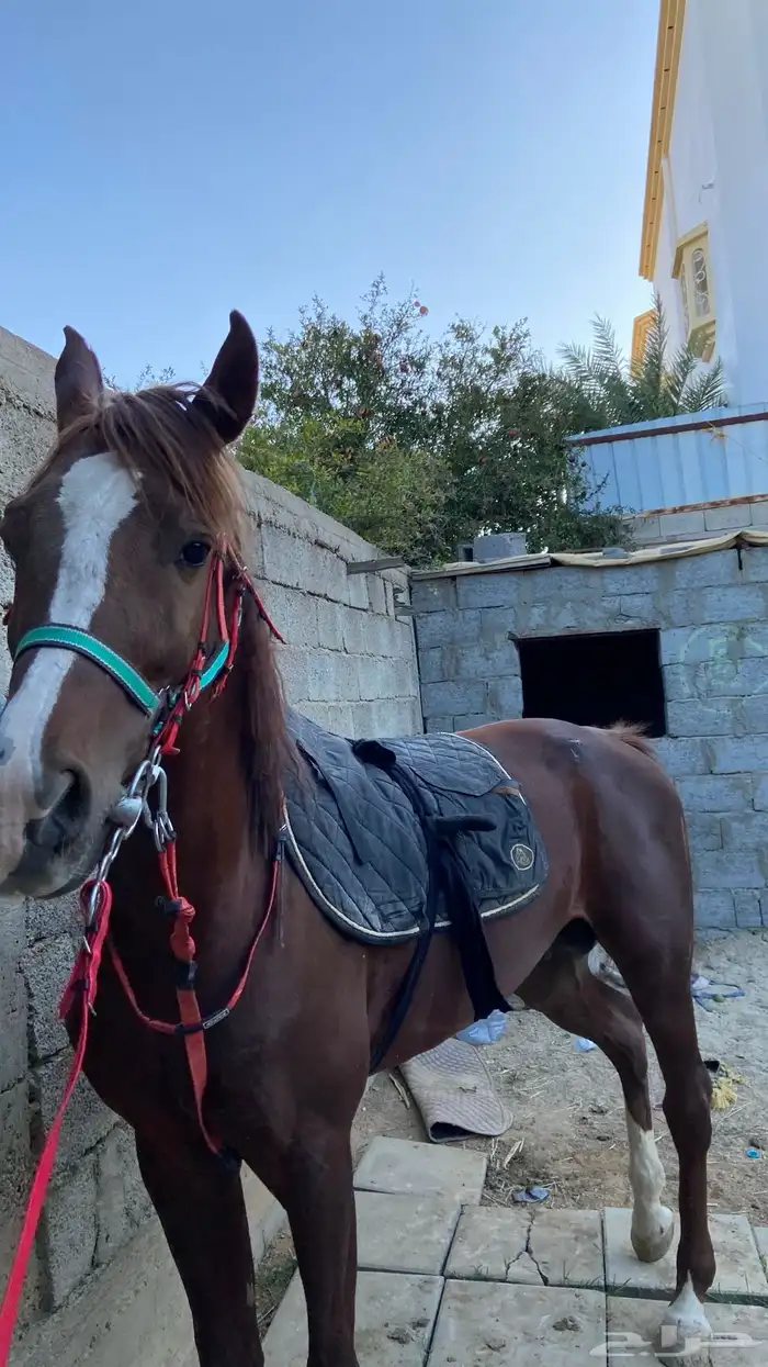 حصان شعبي كفوو 4