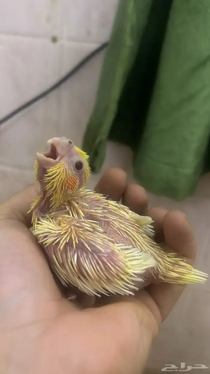 فرخ كروان لاتينو 0