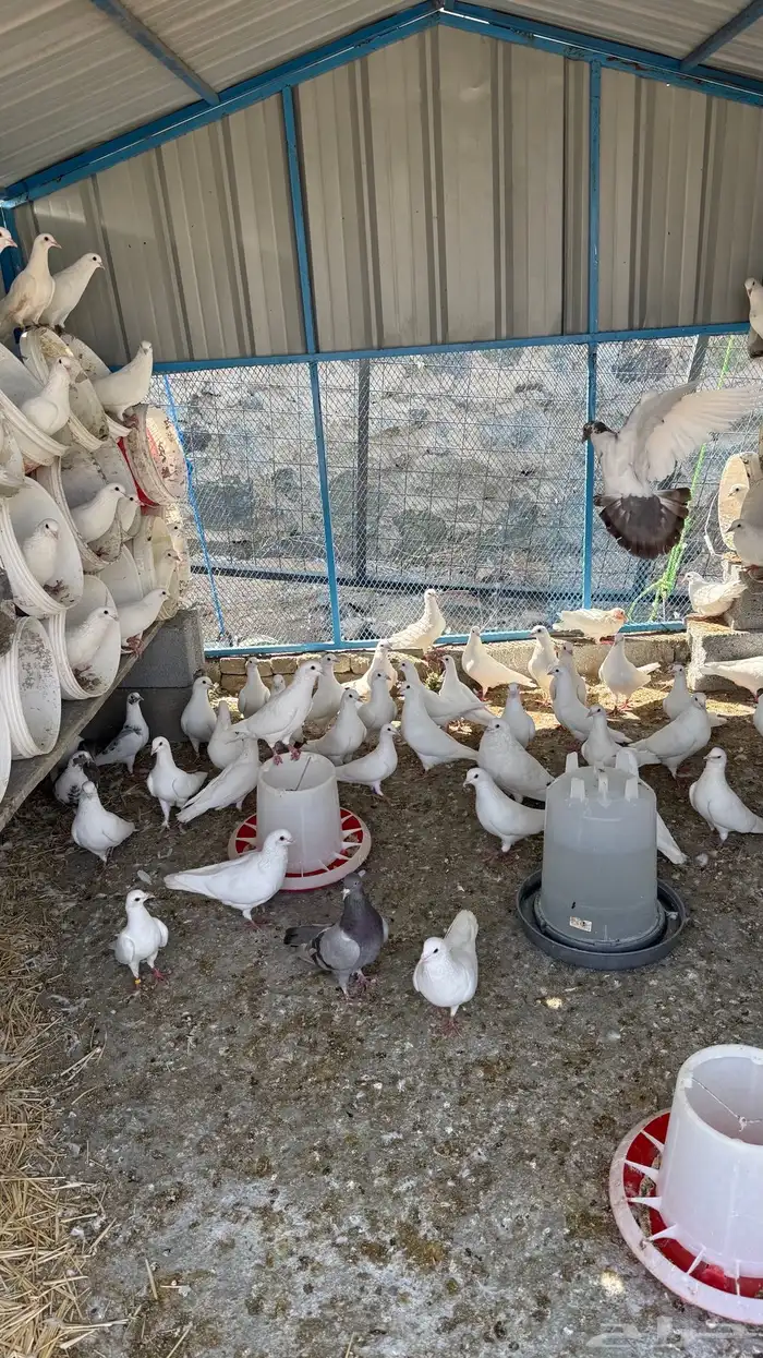 حمام فرنسي فاخررر ومنتج 5