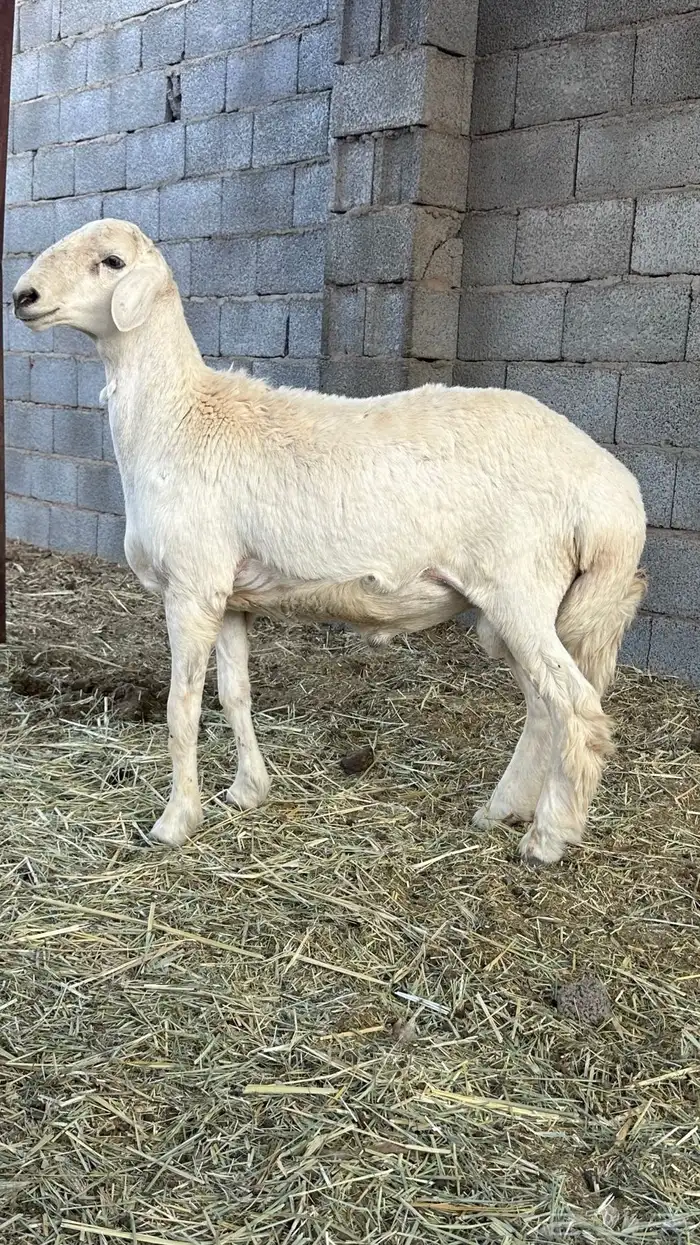 طلي حري ذبيحه للبيع 2