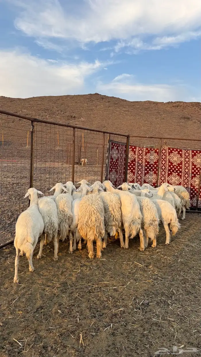 ضان حري مراح واحد بالفحل 1