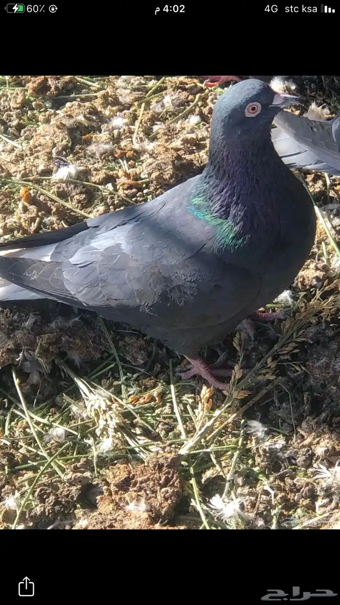 حمام قطايف 1