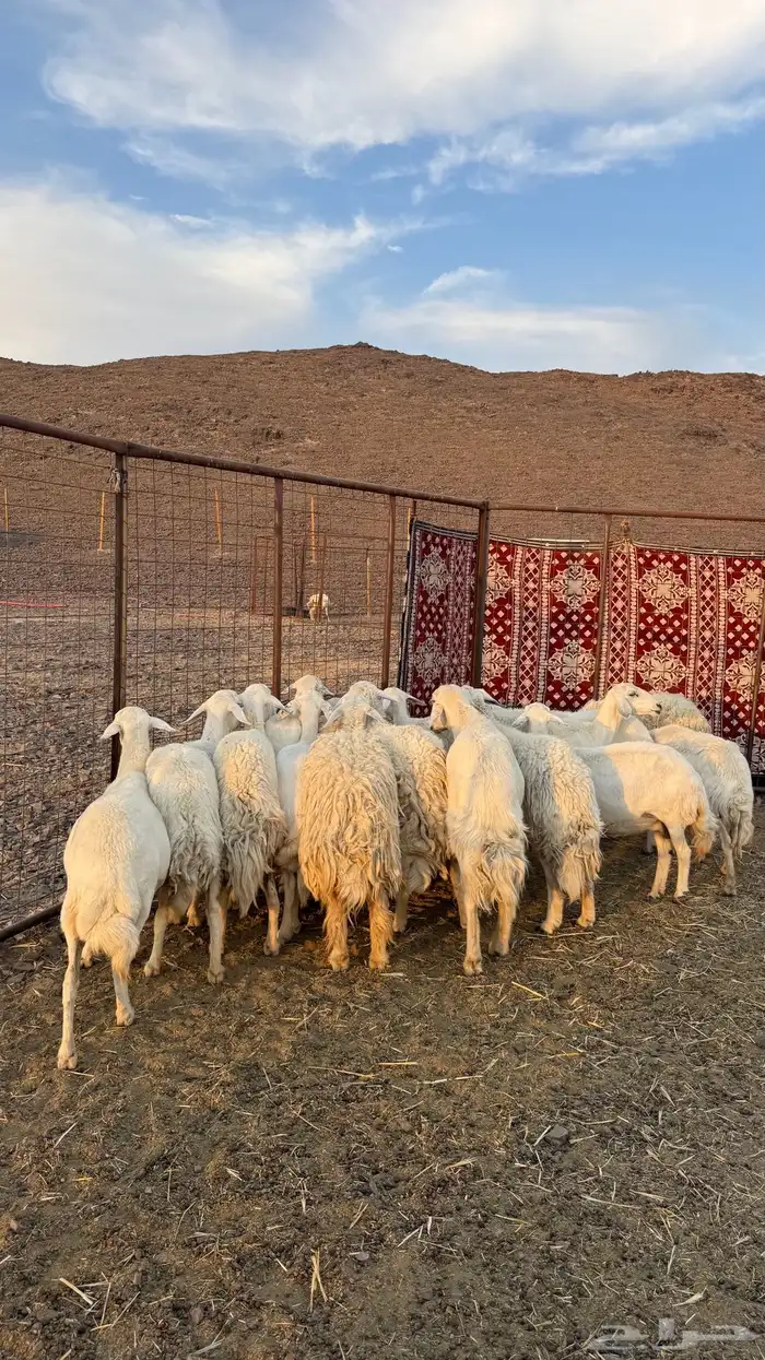 ضان حري مراح واحد بالفحل 2