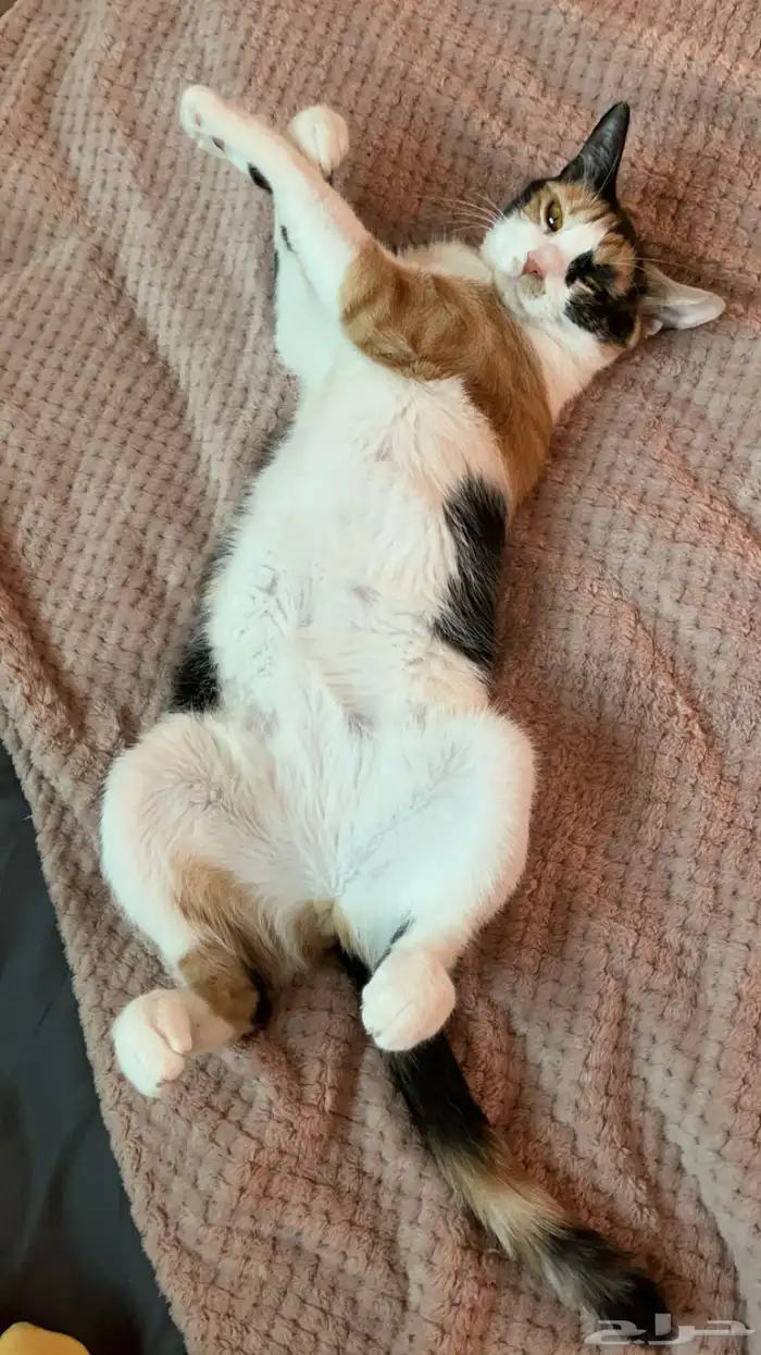 قطط للتبني 0