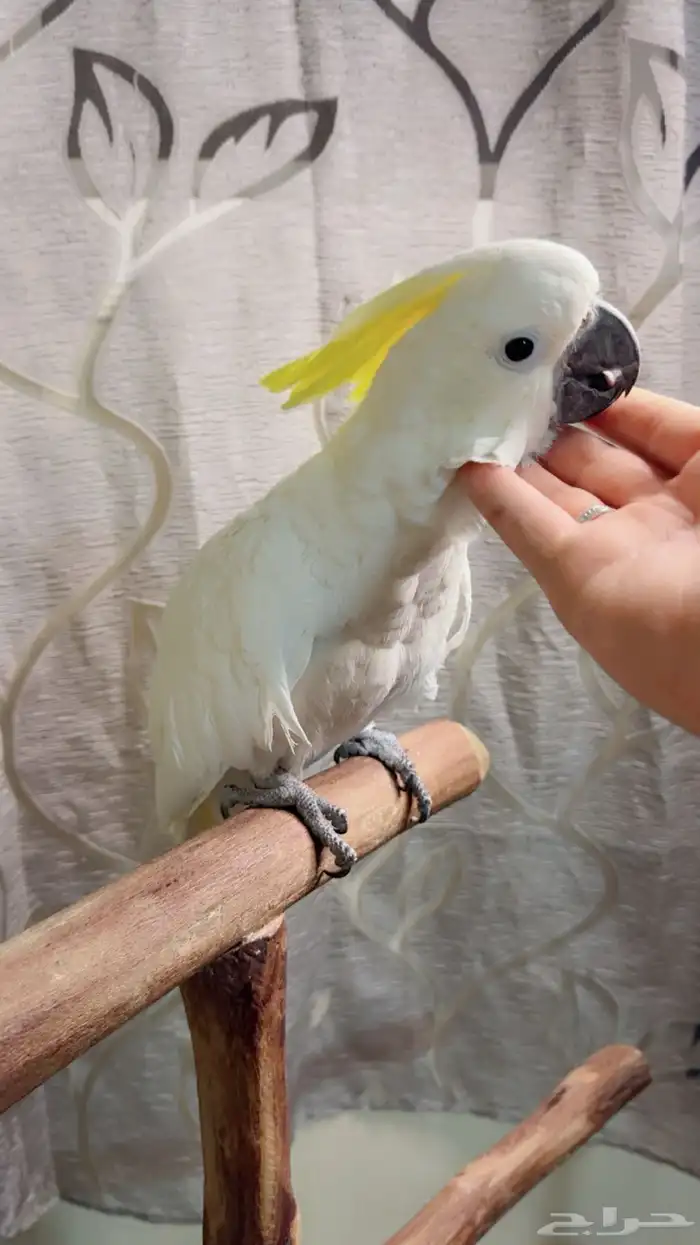 ببغاء كوكاتو سلفر تم البيع 3