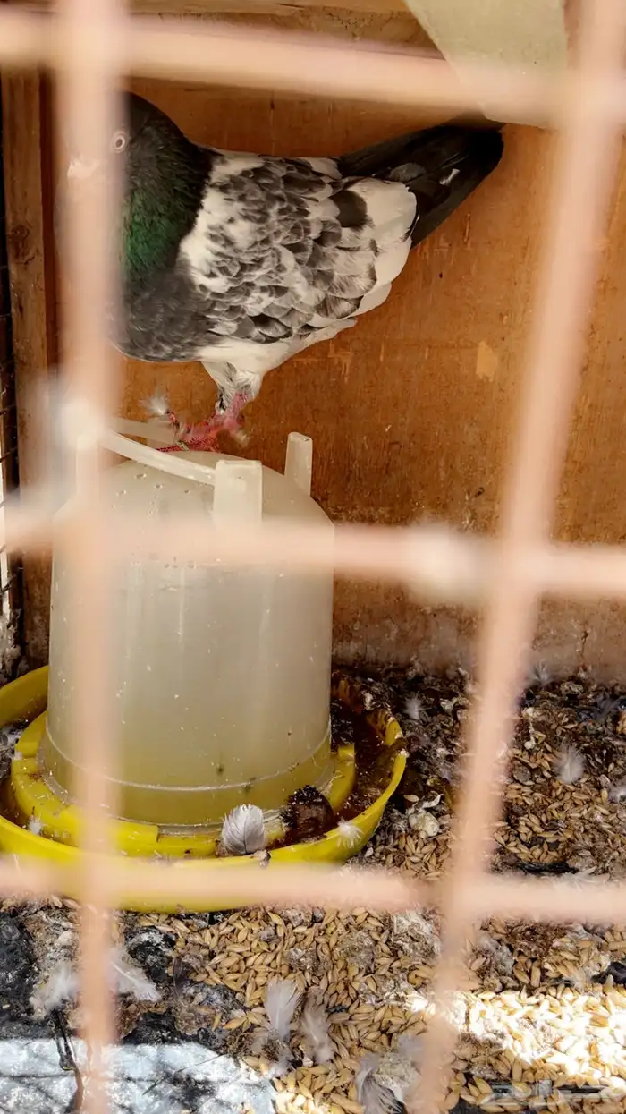 حمام وياكريم 4