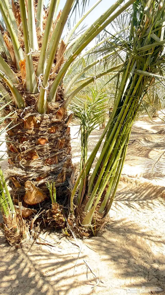 فسايل خلاص نجران 0