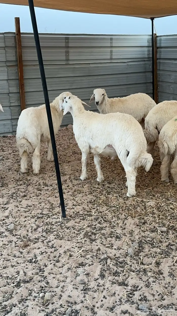 ذبايح هرافى حري شرط 1