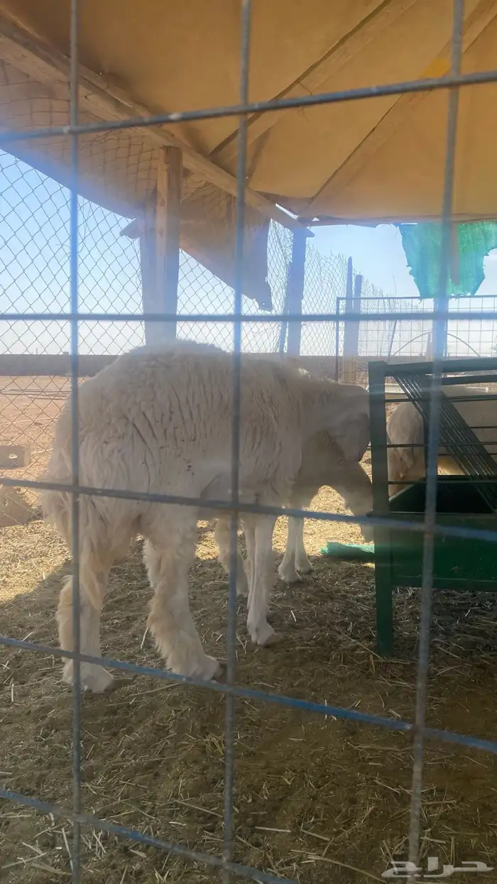 رخل حرية صنف عمرها 8 شهور جذعه غلاق لكن عندي شك انها شكر 2