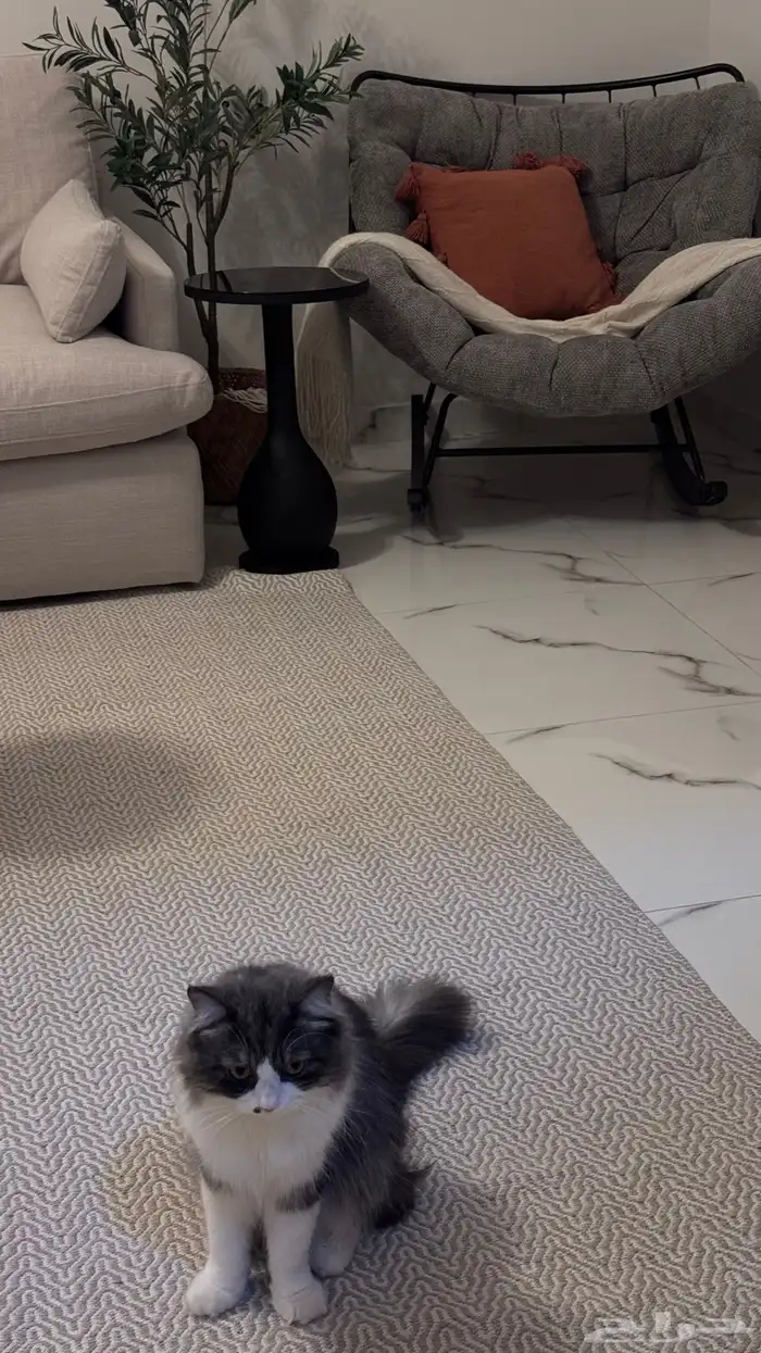 قط ذكر للتبني مجانا 0