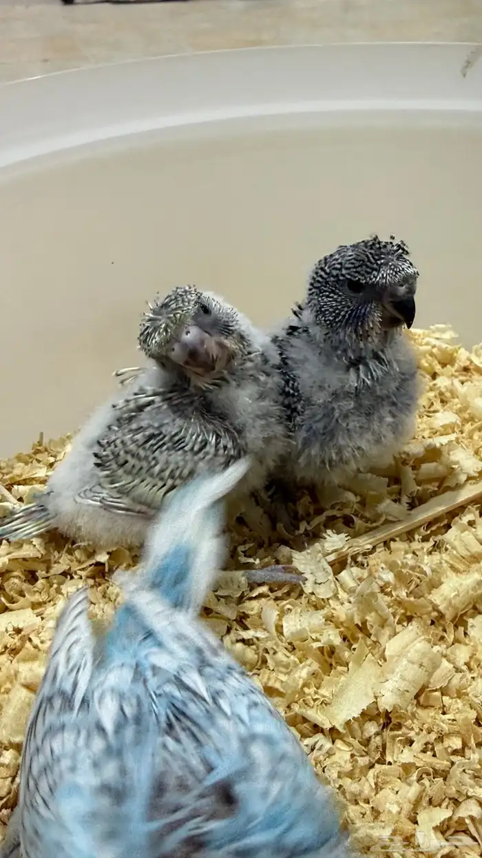 5 فروخ بادجي هوقو وسبلت هوقو جاهزين للغر والتربيه 1