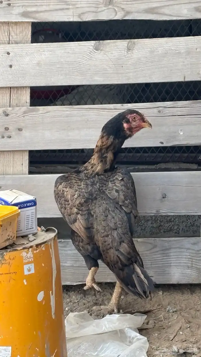 دجاجة شامو معاها صوص 4