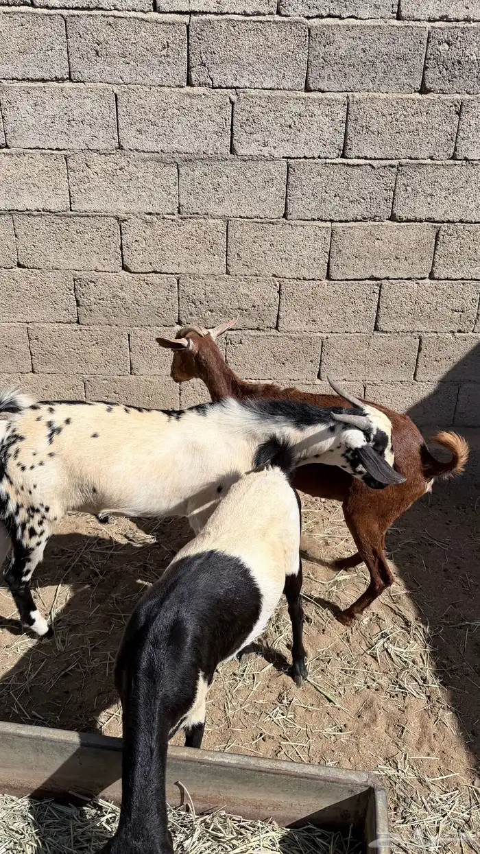 تيس فحل بيشي 1