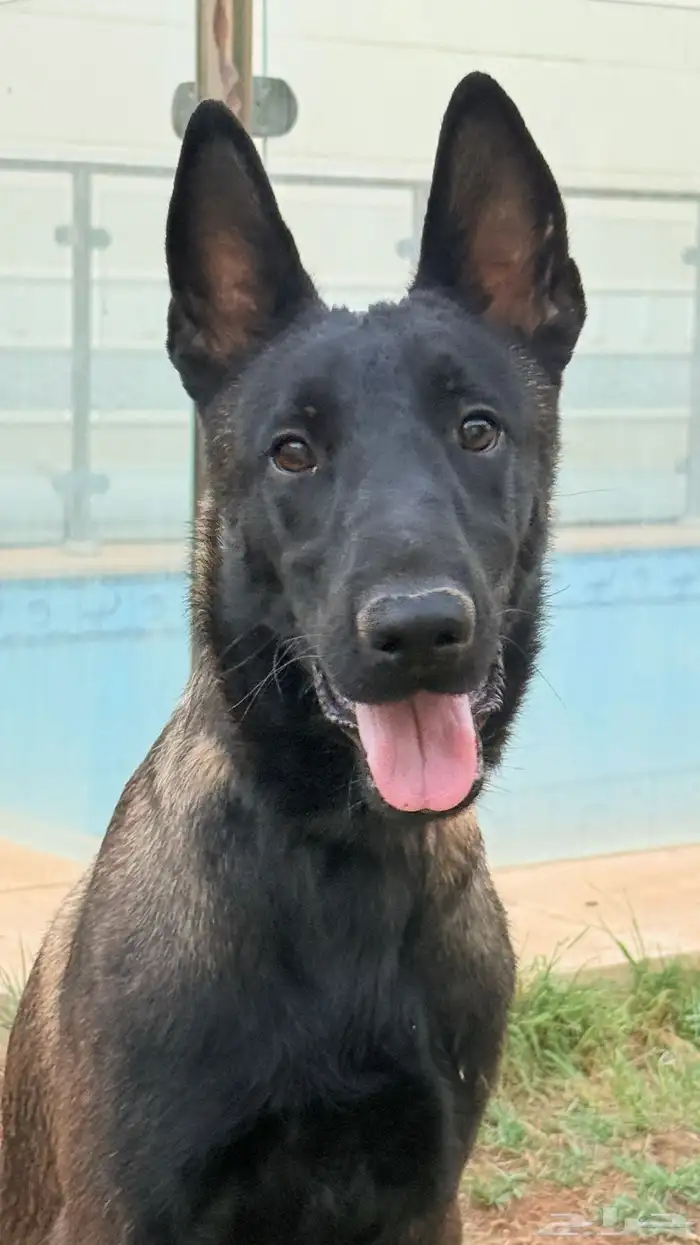 كلاب مالينو 5