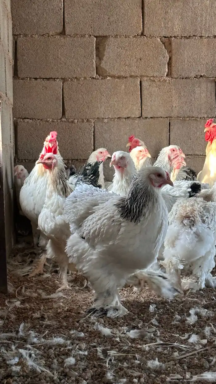 للبيع دجاج براهما كولمبي بياض 2