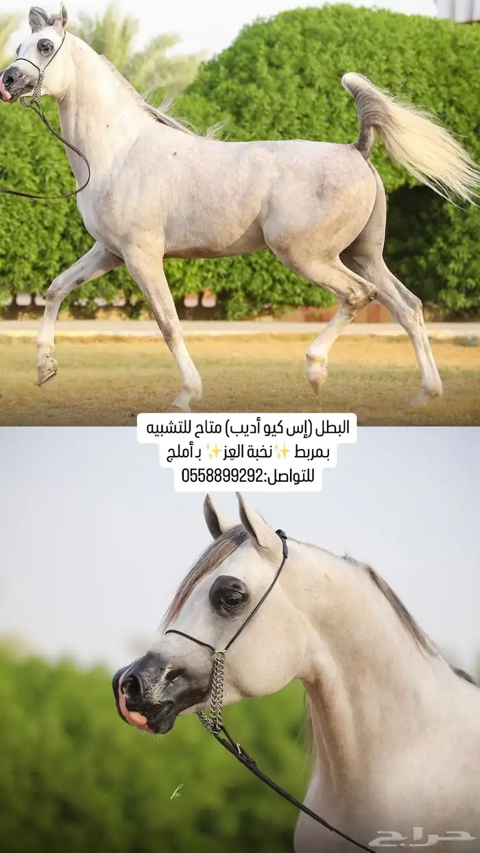 مربط نخبة العز 2