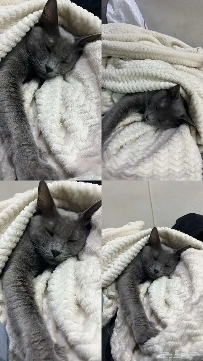 قطط رمادي للتبني 2