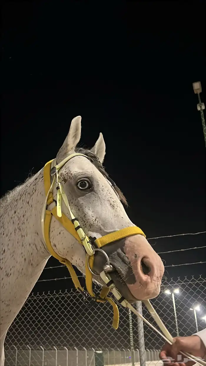 حصان شعبي للبيع 2