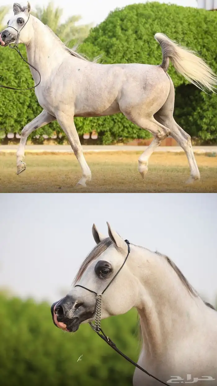 مربط نخبة العز 3