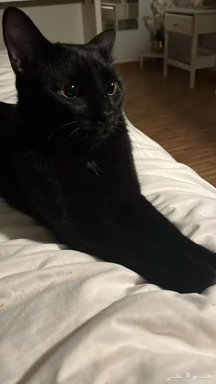 قطط للتبني 6