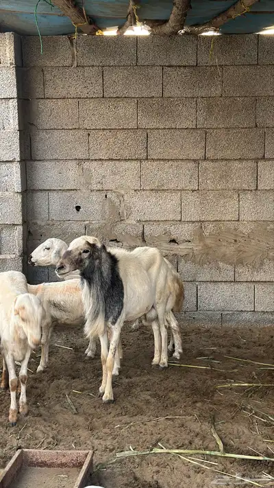 فحل بلدي index