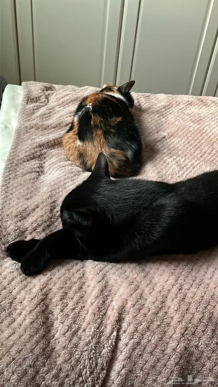 قطط للتبني 2