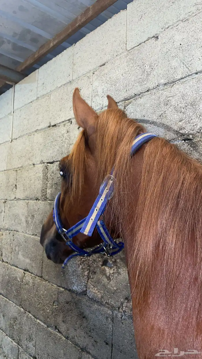 حصان شعبي كفو اموره طيبه ومعسوف 0