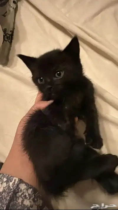 للتبني قطه سكوتش ستريت 0