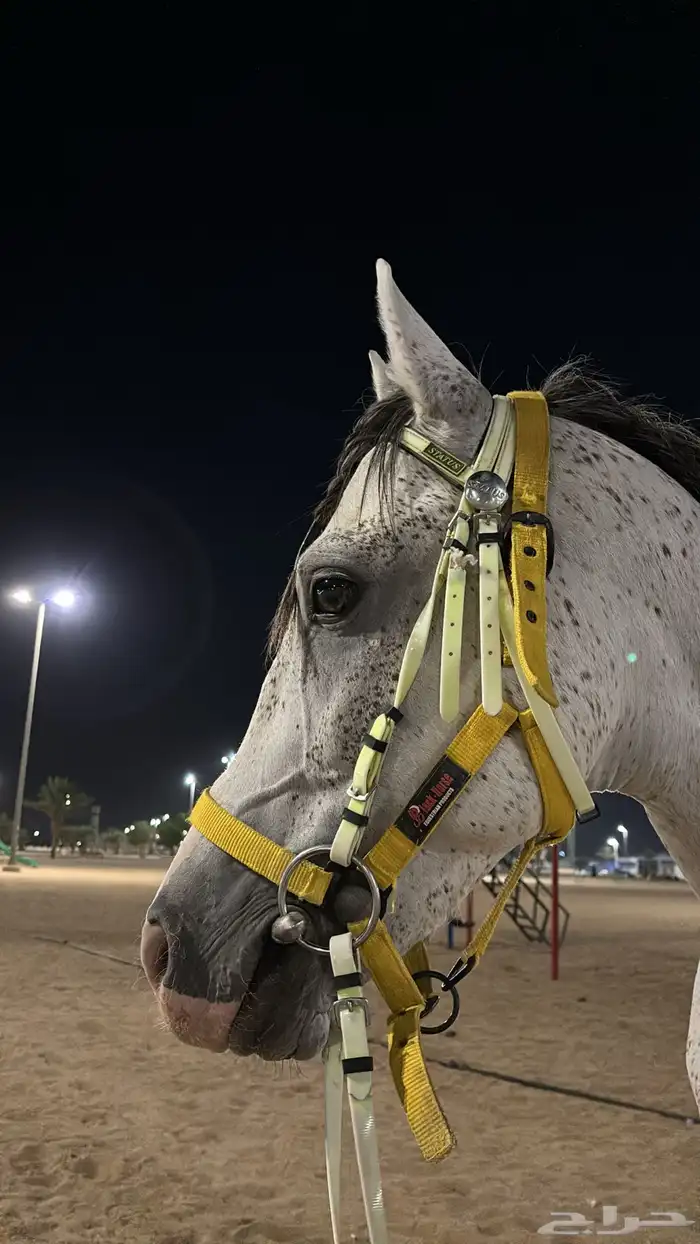 حصان شعبي للبيع 3