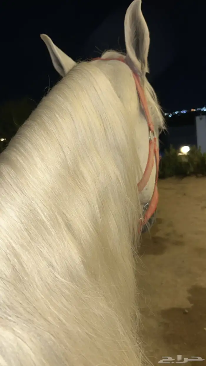 فحل مصري بيور 4