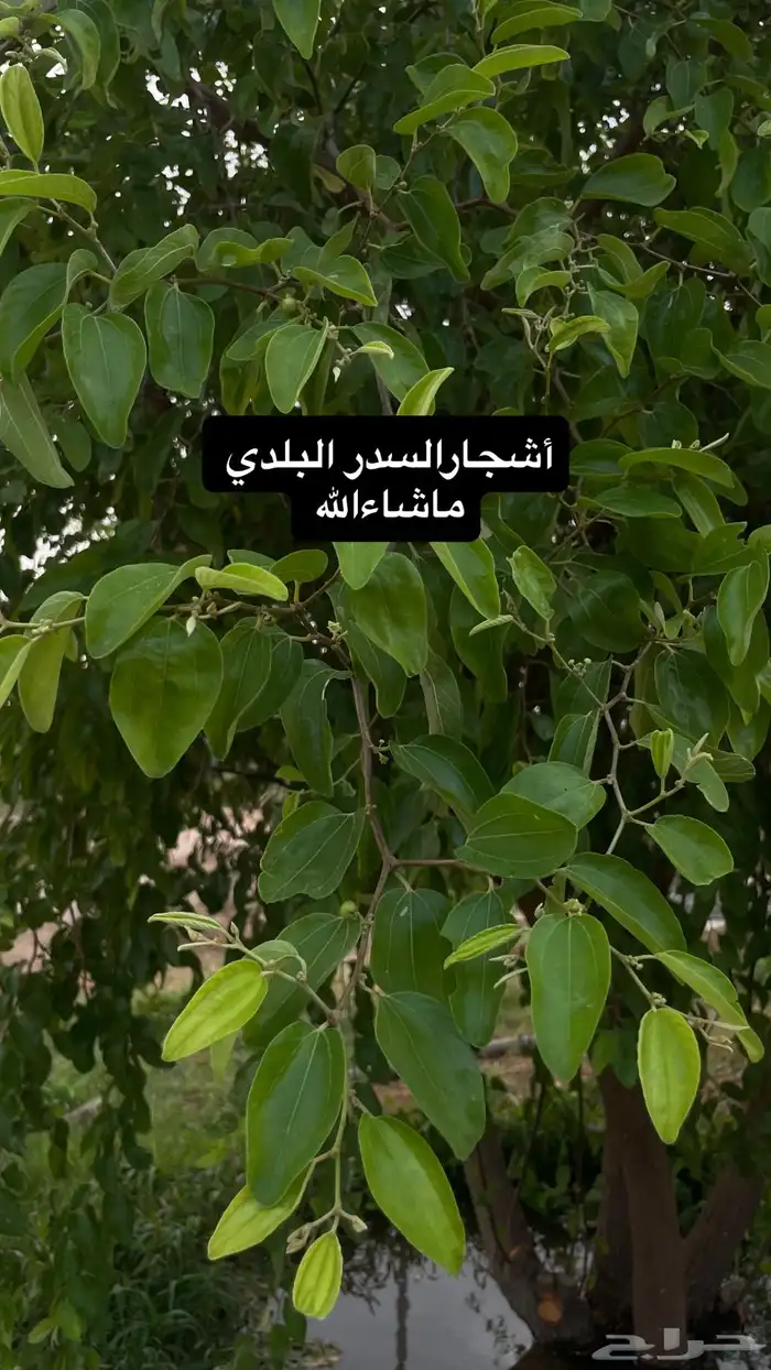 حناء جديد عضوي 0