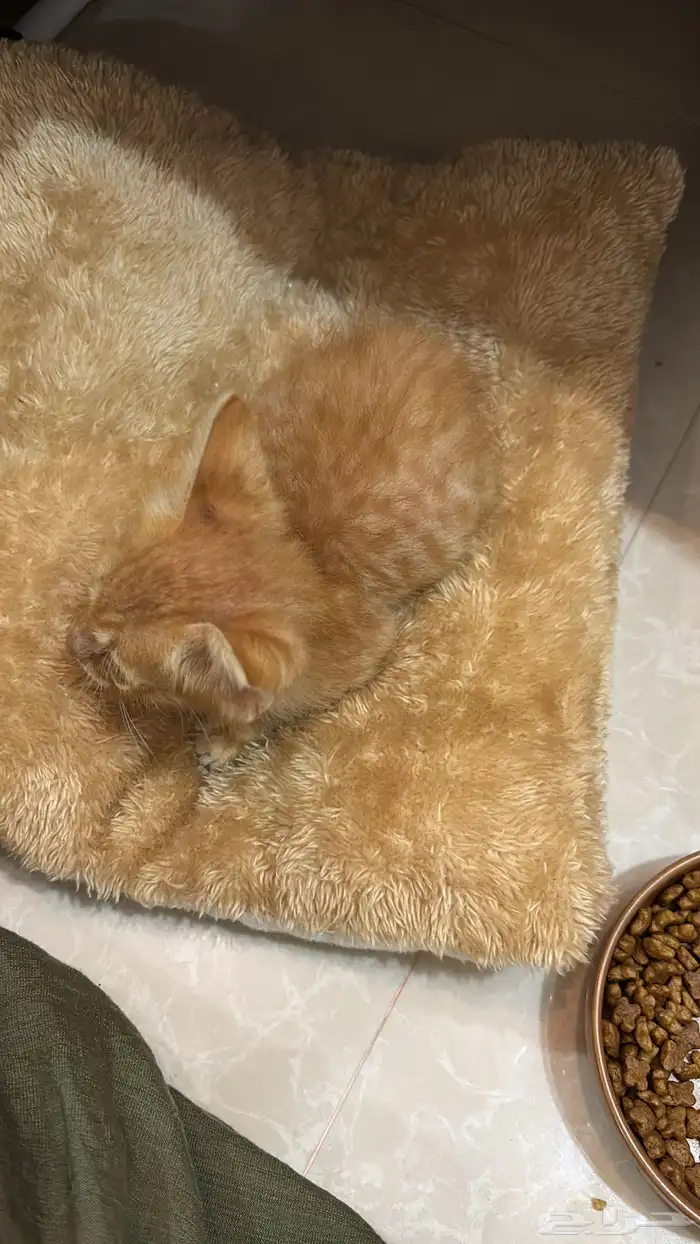 قط رضيع للتبني 1