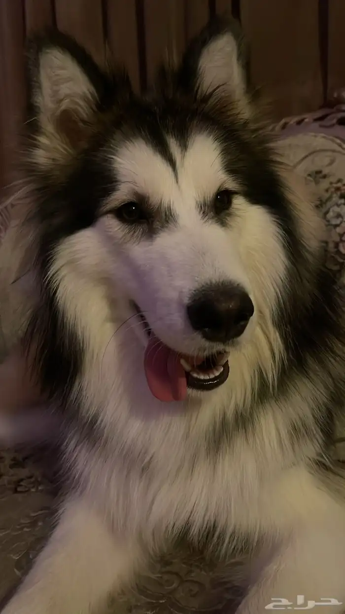 كلب هاسكي للبيع 1