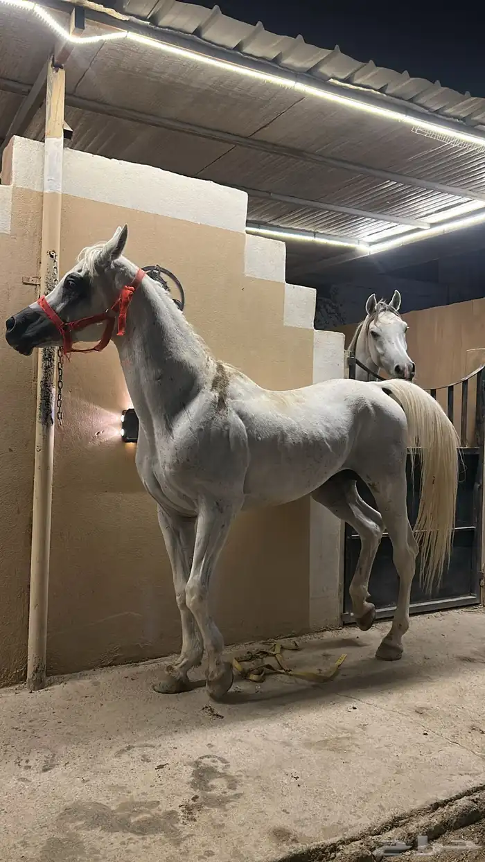 فحل مصري بيور 3