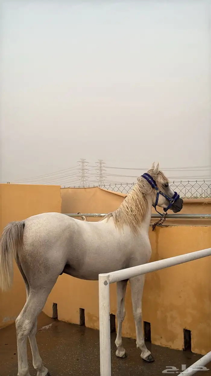 حصان مصري بيور الجبيل الصناعيه 5