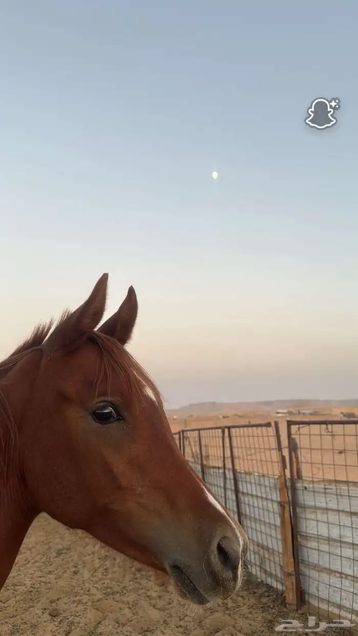 مهر عربي بدون أوراق 3