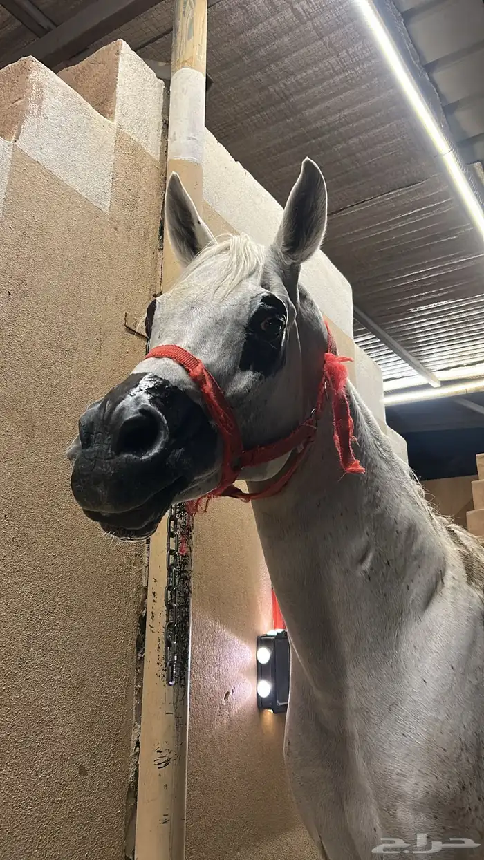 فحل مصري بيور 1