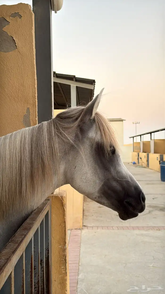 حصان مصري بيور الجبيل الصناعيه 2