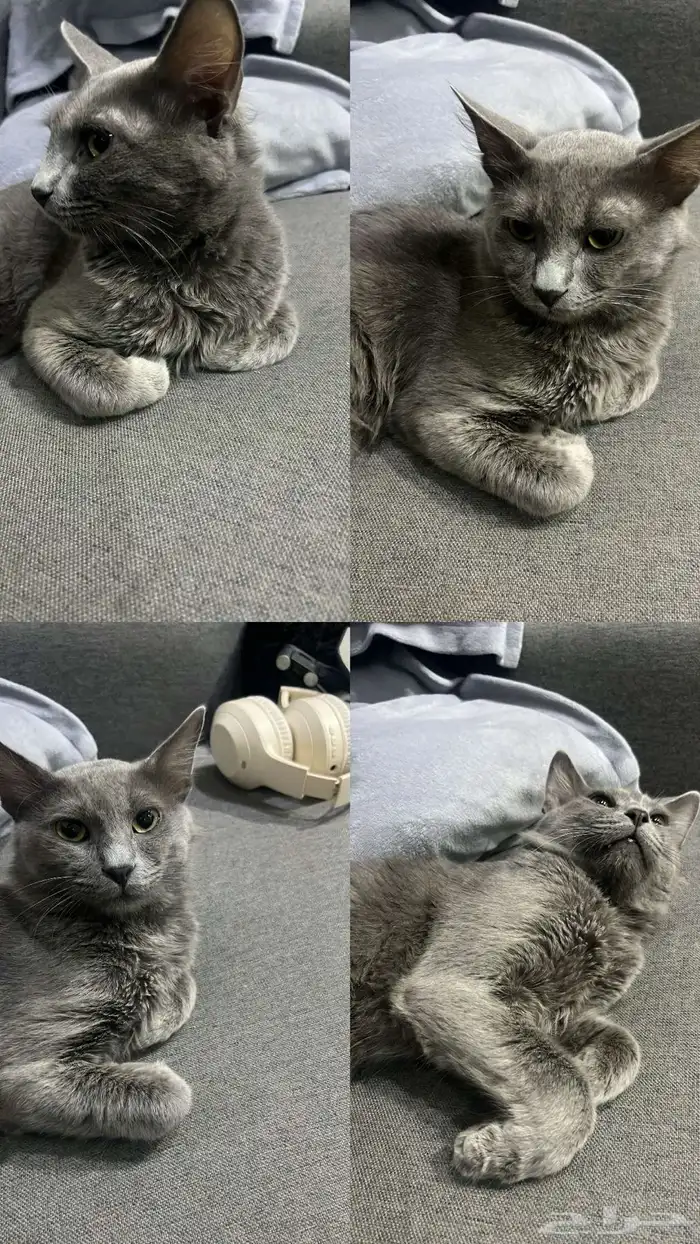 قطط رمادي للتبني 0