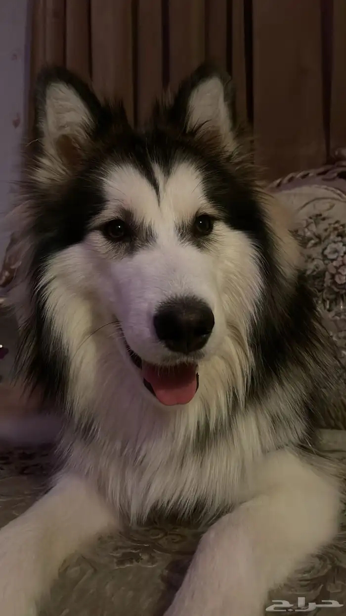 كلب هاسكي للبيع 2