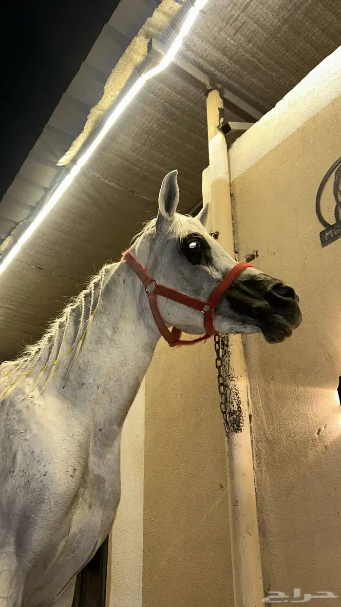 فحل مصري بيور 2