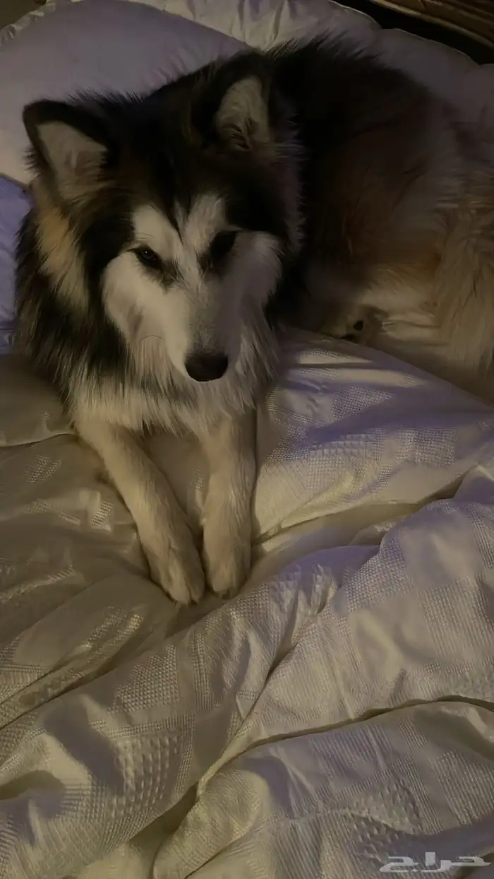 كلب هاسكي للبيع 3