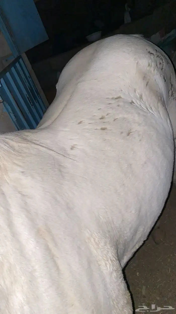 حصان عربي اصل محصن كل التحصينات ومشروط 4