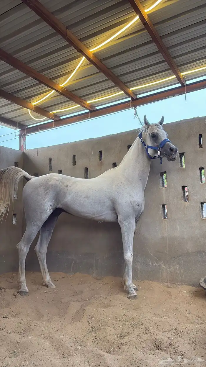 خيل عربي اصيل 0