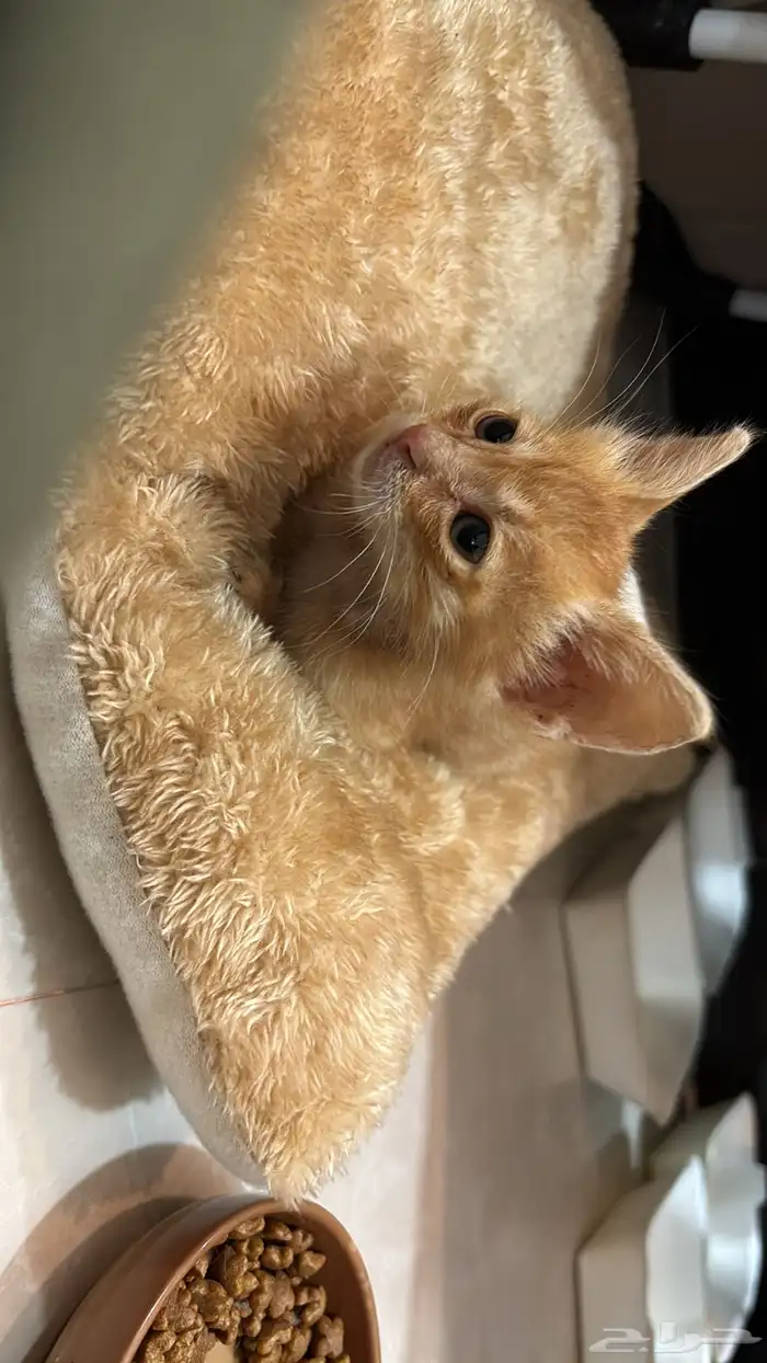 قط رضيع للتبني 0