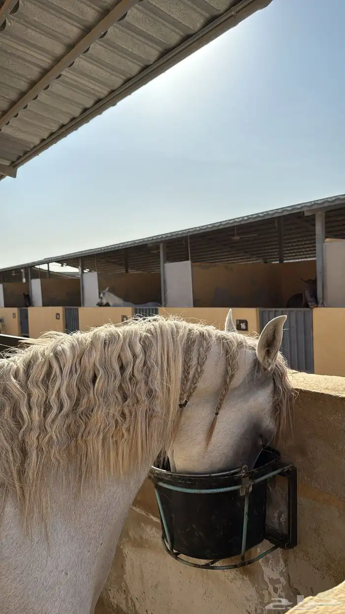 حصان مصري بيور الجبيل الصناعيه 6