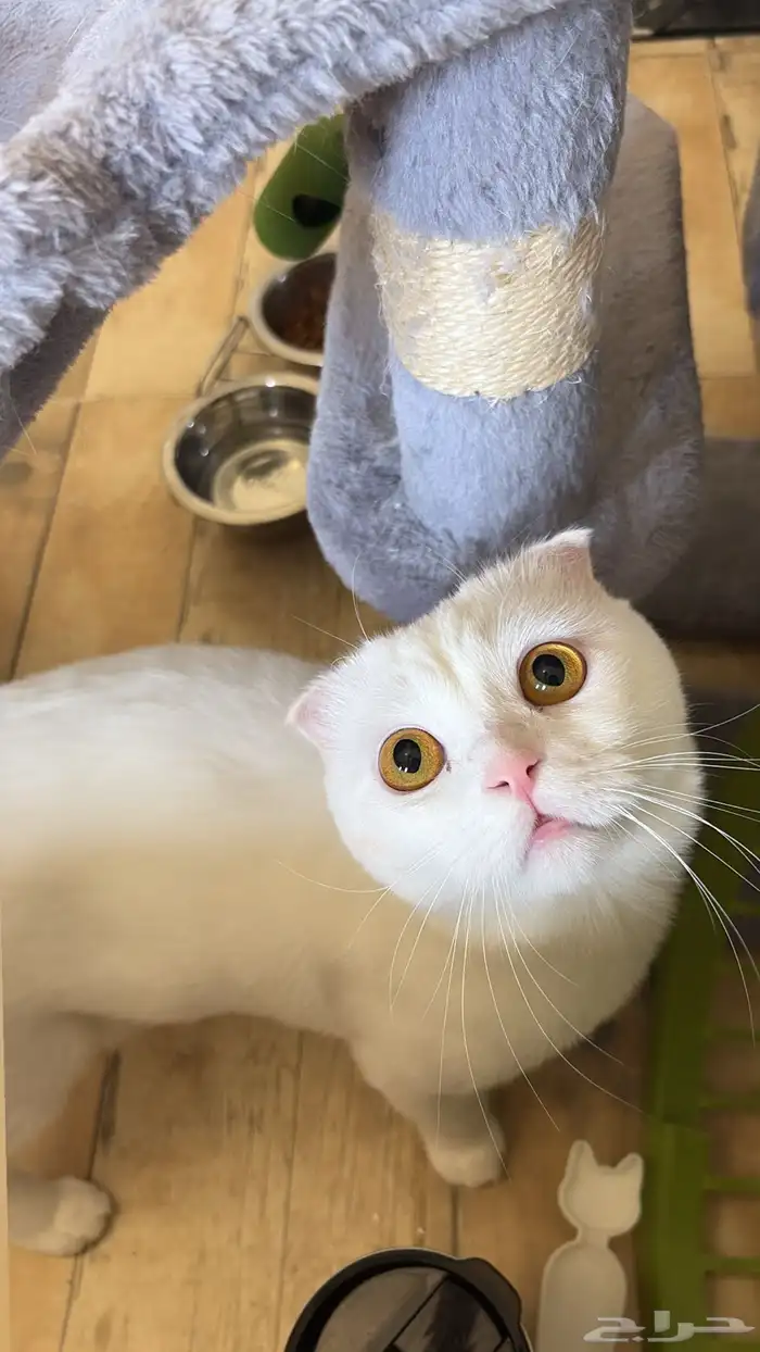 ذكر سكوتش فولد تزاوج 3