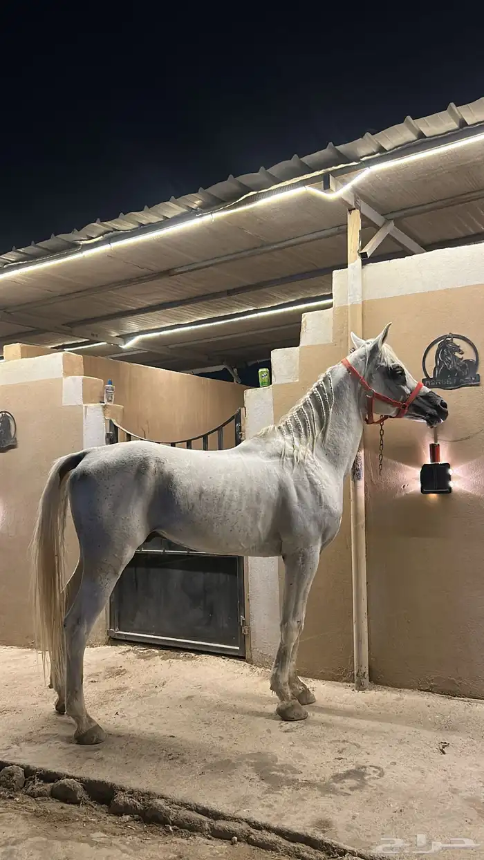 فحل مصري بيور 0