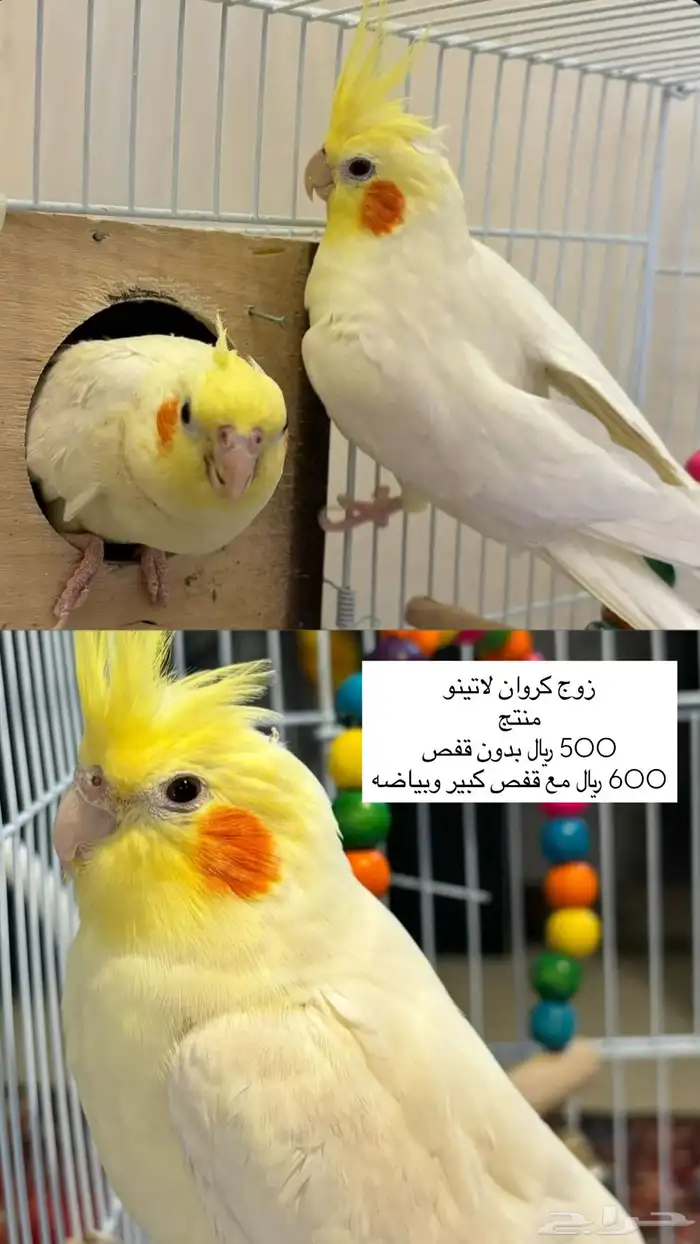 زوج كروان لاتينو منتج 2