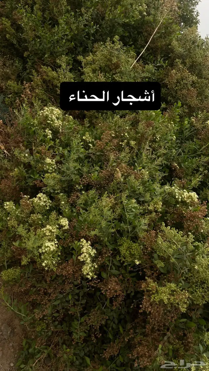 حناء جديد عضوي 1